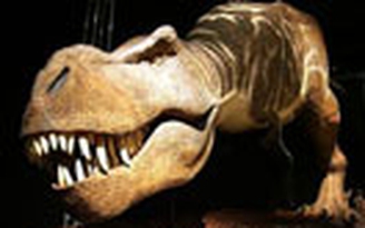 Khủng long T.rex "táp" mạnh nhất thế giới