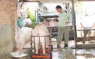 Phát hiện lò bơm nước lã vào heo