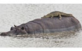Cá sấu “bé cái nhầm”