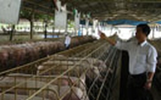 Chất cấm tạo nạc có thể "giết chết" ngành chăn nuôi heo