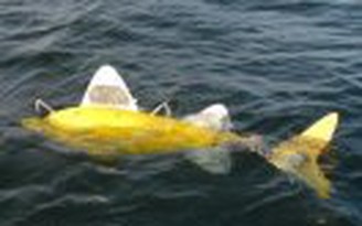 Robot cá "săn" ô nhiễm