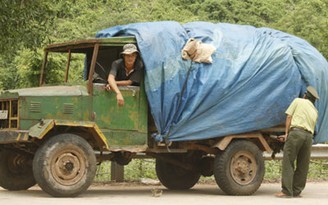 Vụ "gỗ huê trăm tỉ": Sự im lặng khó hiểu của chủ rừng