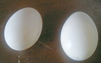 Trứng vịt bất thường