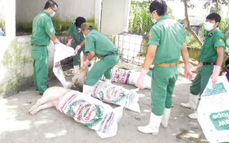 Tiêu hủy lô hàng heo nhiễm bệnh phát hiện tại lò giết mổ lậu Tiêu hủy lô hàng heo nhiễm bệnh phát hiện tại lò giết mổ lậu