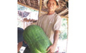 Bí đao khổng lồ tăng giá