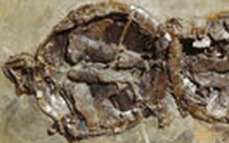 Pha "cụp lạc" hóa thạch rùa 47 triệu năm
