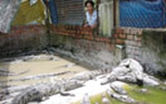 Thành triệu phú từ nuôi cá sấu