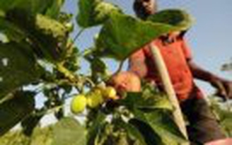 Cây nhiên liệu sinh học ở Cuba