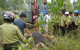 Đóng cửa sân bay vì bò tót