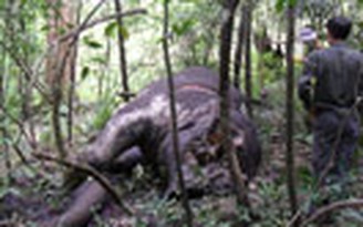 Hai voi rừng bị giết trộm lấy ngà