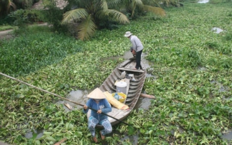 Đường thủy tê liệt vì lục bình