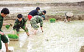 Lính biên phòng xuống đồng cùng dân