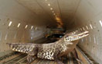 Khi cá sấu thám hiểm máy bay