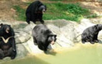 Ngày Gấu Việt Nam 13.9: Kêu gọi chấm dứt nạn nuôi nhốt gấu