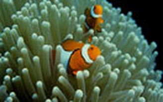 “Nemo” sắp tuyệt chủng