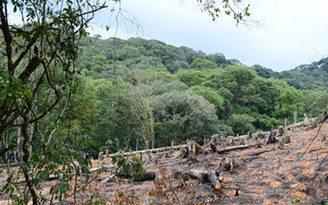 Phá rừng hàng loạt