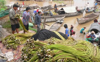 Xuất ngoại… nhổ bông súng