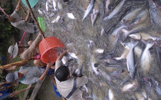 Cá tra nguyên liệu giảm hơn 2.500 đồng/kg