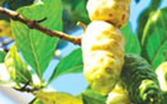 Món ăn bài thuốc chữa đau lưng