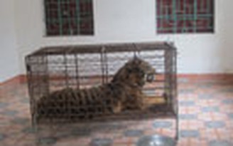 Phát hiện một con hổ bị nuôi nhốt trái phép