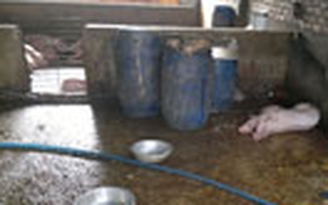 Heo tai xanh trong lò mổ lậu