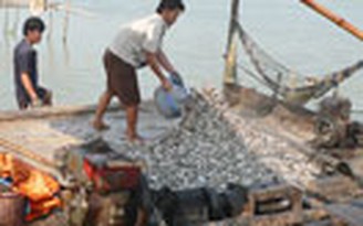 Qua Campuchia săn cá