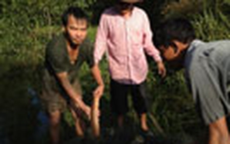 Khá lên nhờ nuôi cá trê suối