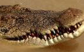 Phát hiện cá sấu "thú cưng" trong nhà tù Mexico