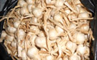 Tỏi Lý Sơn sang Nhật