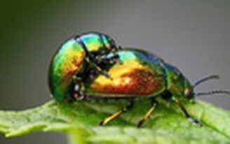 Giải mã hành vi đồng tính ở côn trùng