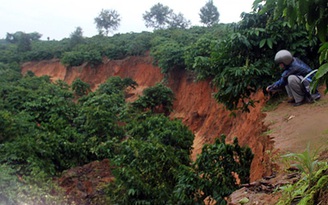 Hơn 8.000 m2 đất trồng cà phê bị sụt