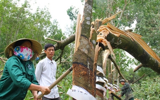 'Vàng trắng' chảy máu