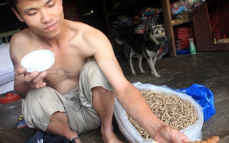 Tìm sâm khó hơn tìm vàng