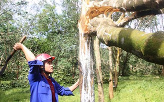 ‘Vàng trắng’ trôi theo bão