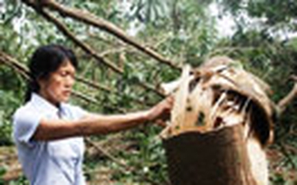 Tiếp tục trồng cao su