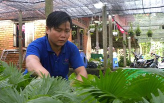 Làm giàu từ kiểng lá