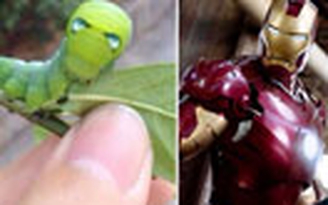 Sâu bướm giống Người sắt