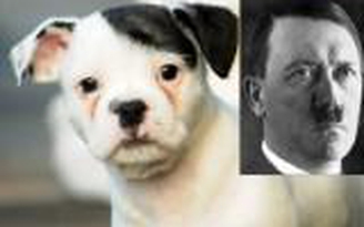 Ngộ nghĩnh chú chó có khuôn mặt giống... Hitler