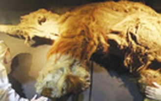 Trưng bày voi ma mút 39.000 năm trước