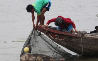 Bắt được cá hô gần 120 kg