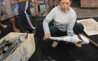 Cá nuôi trên sông chết hàng loạt
