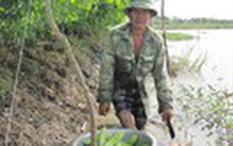 Trồng khổ qua trên bờ bao