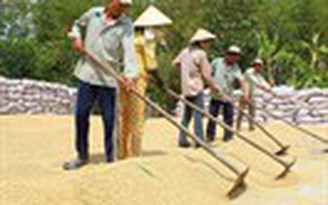 Lúa gạo giá cao nhưng nông dân không được lợi