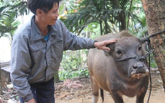 Hỗ trợ trâu giống cho cha con 'người rừng'