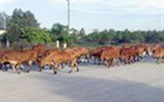 Đàn bò trên quốc lộ