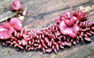 Nấm cứu môi trường thế giới
