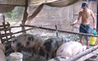 Chuẩn bị đàn heo bán tết