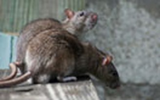 Bị trục xuất vì sống với... 300 con chuột