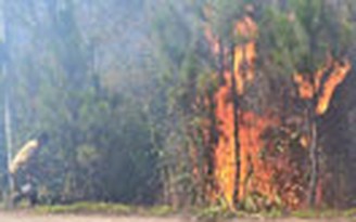 Cháy rừng thông bên đèo Mimosa, Đà Lạt