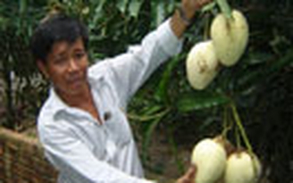 Xoài Lộc Phát giá cao